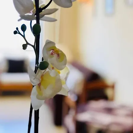 Cozy Playa Americas Playa de las Americas (Tenerife)